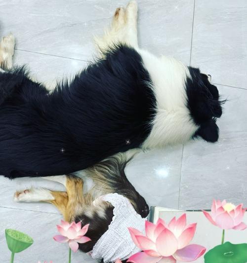 母狗月经周期及相关注意事项（了解母狗月经周期的重要性及如何照顾母狗的健康）
