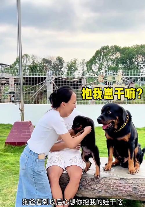 如何辨别狗狗的忠诚度？（揭秘狗狗忠诚的试探方法与技巧）