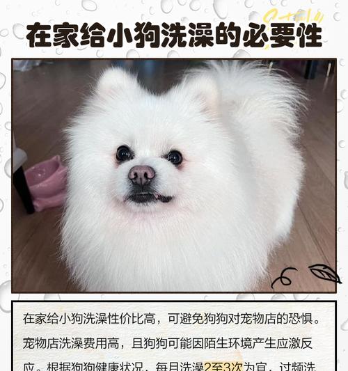 狗生完宝宝后多久可以洗澡？（科学正确的犬类产后护理指南）