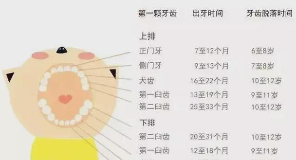 幼犬牙齿发育时间线与注意事项（了解幼犬牙齿发育的关键，及时照顾你的小狗牙齿健康）