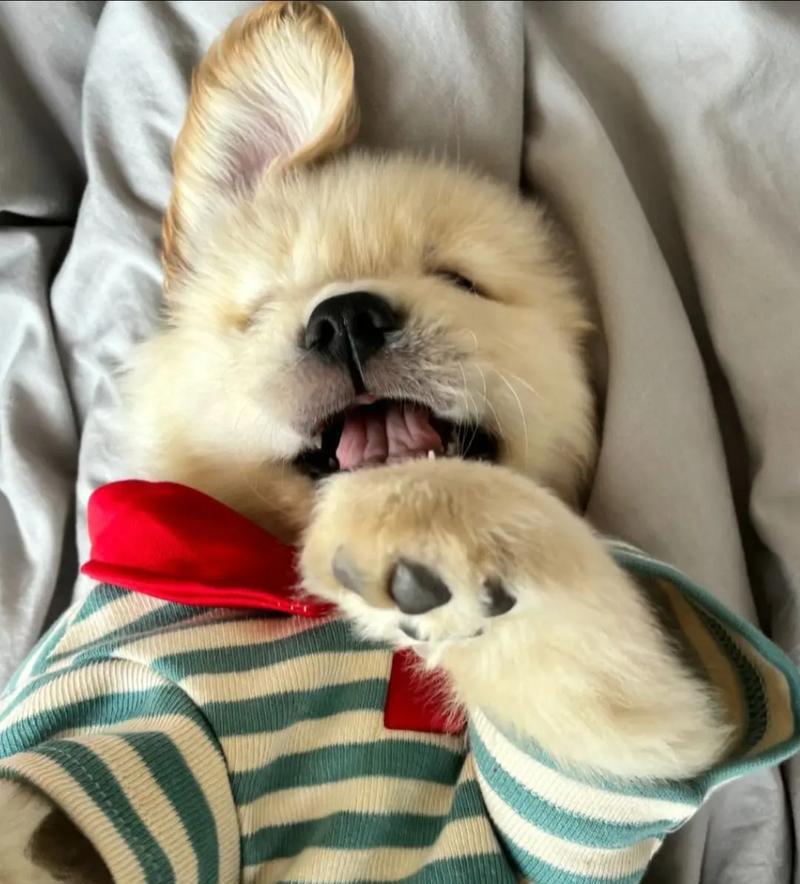 金毛幼犬喂养指南（关注金毛幼犬健康，从正确喂养开始）