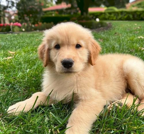 金毛犬（了解金毛犬的特点和养育要求，选择适合的主人）