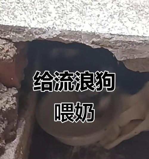 母狗产仔后喂奶多久是适宜的时间？（探讨母狗喂奶期间的持续时间和最佳时机）
