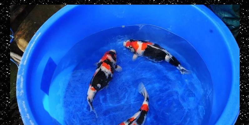 锦鲤大换水与喂食频率（锦鲤大换水多久一次才合适？每天喂食几次最好？）