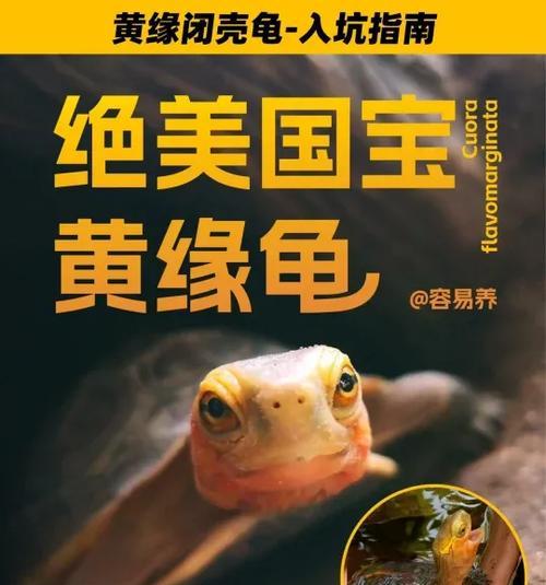 以黄缘养多久成体？解密它的成长周期（黄缘的成长速度受到哪些因素的影响？）