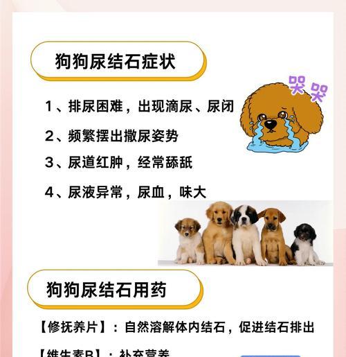 狗患结石的症状及预防措施（了解狗患结石的症状，及时采取预防措施）
