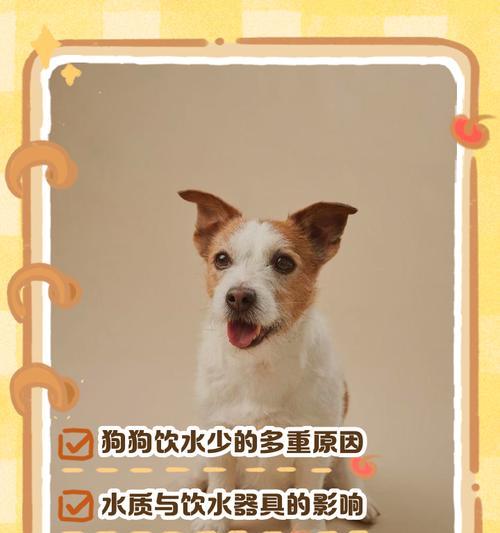 幼犬饮水需要注意的问题（幼犬喝水的频率和量，以及饮水方式的选择）