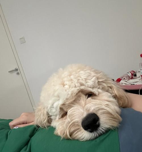 狗狗的睡眠时间是多少？（揭秘狗狗一天多久睡觉的奥秘）