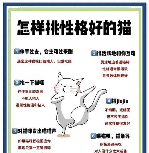 猫咪寻找“对象”指南（年龄、性格、兴趣，关键在于匹配）