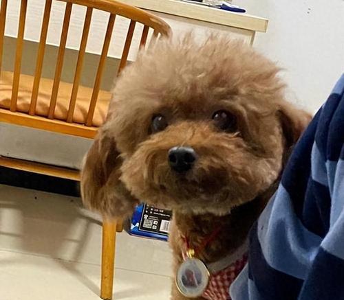 泰迪狗的常见疼痛问题（了解泰迪狗的健康状况，关爱宠物伴侣）