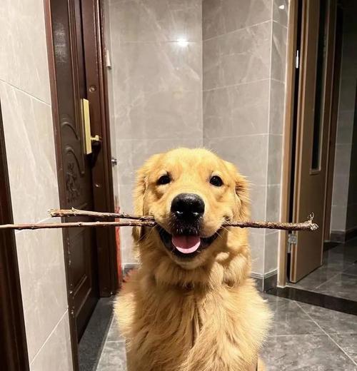 金毛犬的喂养指南（关注这些要点，让你的金毛健康快乐成长）