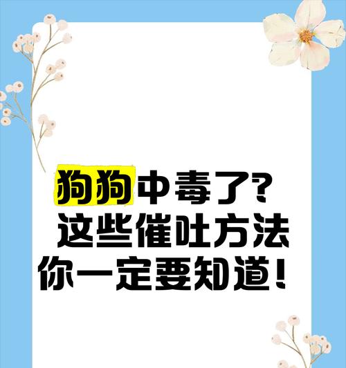 狗狗催吐后多久才能吃东西？（探讨适宜的进食时机，保护狗狗的健康）