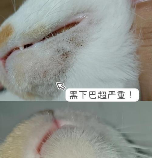 猫黑下巴的恢复时间及方法（揭开黑下巴的神秘面纱，拯救你的爱猫）