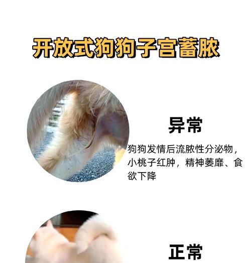 母犬例假期间的重要事项（了解狗来月经的周期和持续时间）