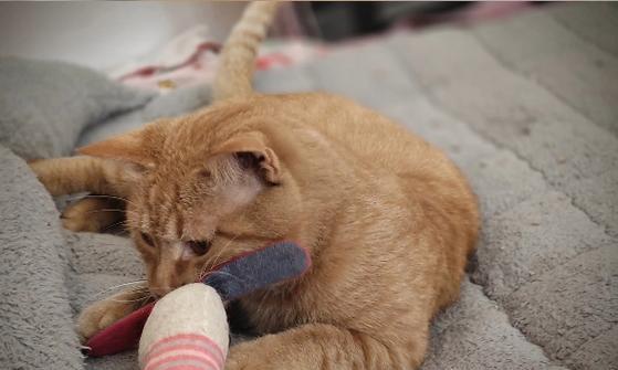 猫咪的孤独时光（探索猫咪在家中独处的极限，揭开背后的秘密。）