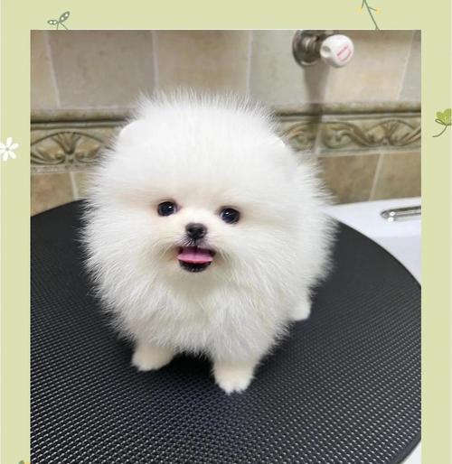 博美犬饮食指南（为你的博美犬提供健康饮食的建议）