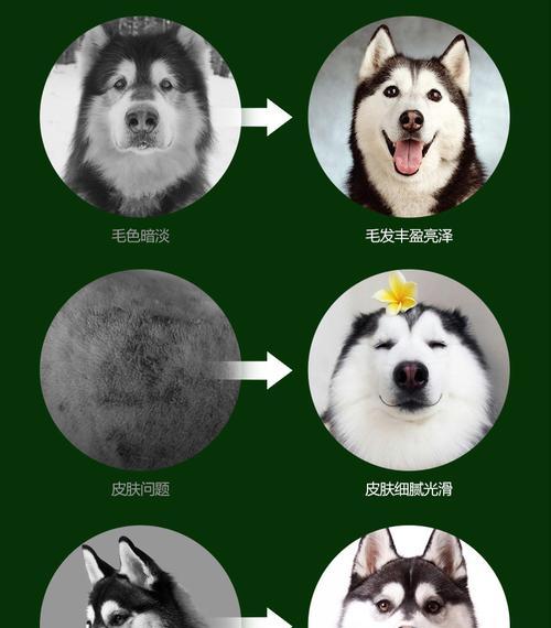 哈士奇的饮食习惯与狗粮摄入量（了解哈士奇狗粮需求，避免喂食不当）