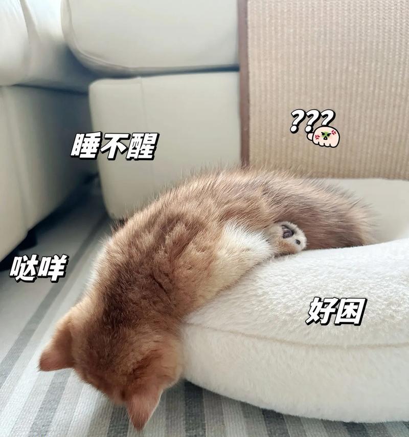 四个月猫的睡眠需求及优化方法（猫咪睡眠时间的重要性及如何提供良好的睡眠环境）