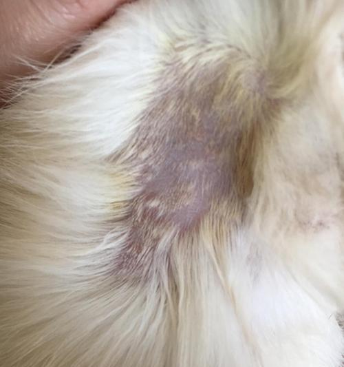 了解猫癣（详解猫癣的样子及治疗方法）