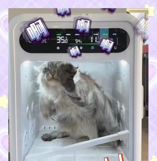 猫的洗澡时间和方法详解（你知道以猫生产多久可以洗澡吗？）