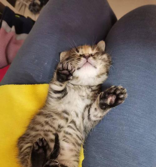 狸花猫的优点与优势（探究狸花猫的魅力，发现它的独特之处）