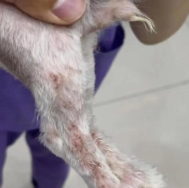 狗狗常见的皮肤病及预防方法（了解狗狗的常见皮肤问题，守护它们的健康与快乐）
