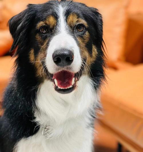 边牧犬的多彩世界——揭秘8种迷人颜色（探索边牧犬世界中的色彩奇观，发现最吸引人的颜色）