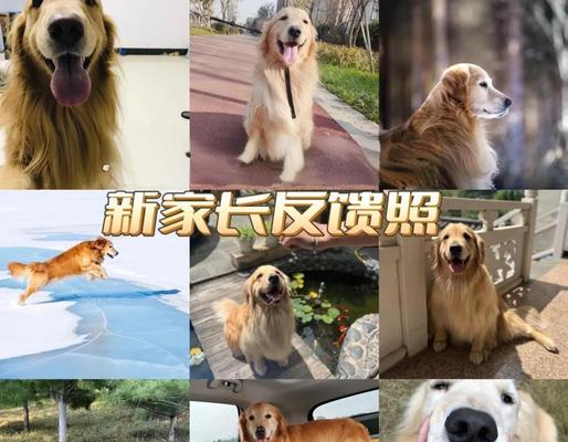 金毛断奶后多久打疫苗的重要性（保护金毛宝宝健康，合理安排疫苗接种时间）