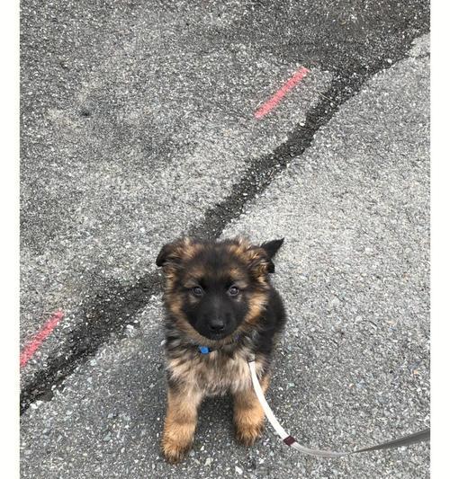 德牧犬寿命之谜（探讨德牧犬的预期寿命以及影响因素，帮助饲主延长它们的生命周期）