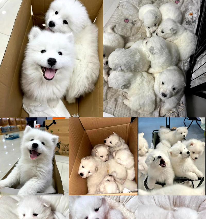萨摩耶幼犬的驱虫频率（养萨摩耶幼犬的关键）