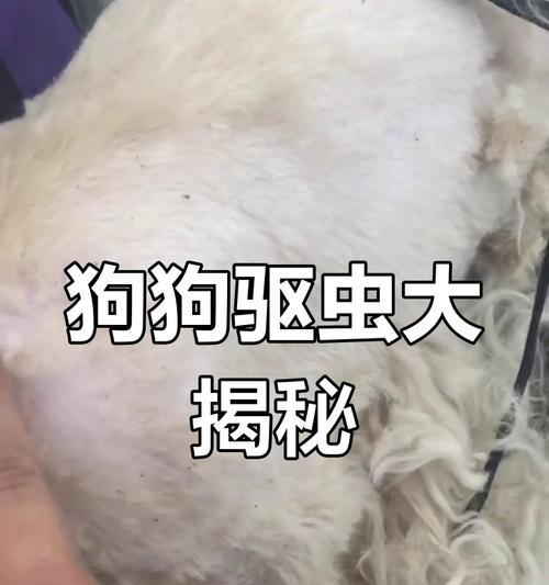 狗狗驱虫后需要多久才能恢复健康？（拉虫后的康复过程及注意事项）