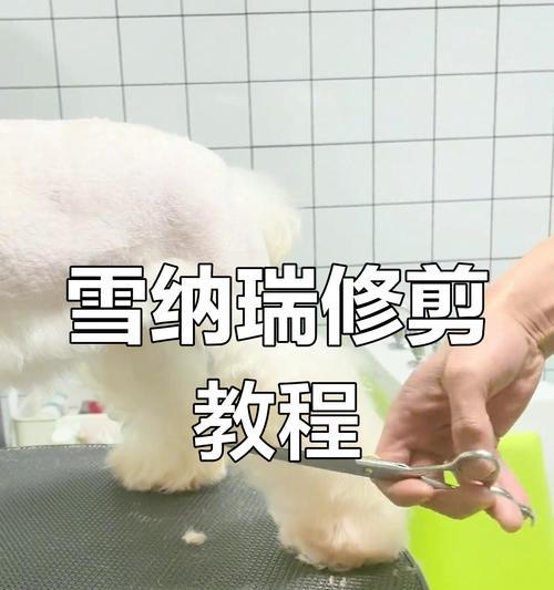 雪纳瑞狗狗剃光毛的频率及新毛生长周期（了解雪纳瑞狗狗的毛发周期，合理护理它们的外貌）