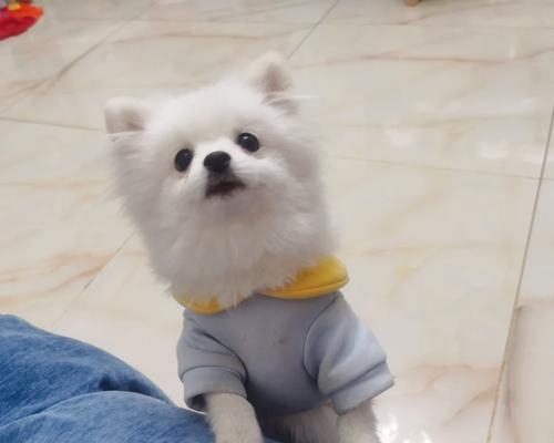 秋田犬立耳的时间及其影响因素（揭秘秋田犬立耳的神秘过程与时间表）