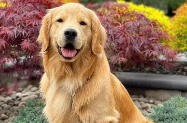 全球各地的犬类多样性（从拉布拉多到西施，发现世界上最受欢迎的犬种）