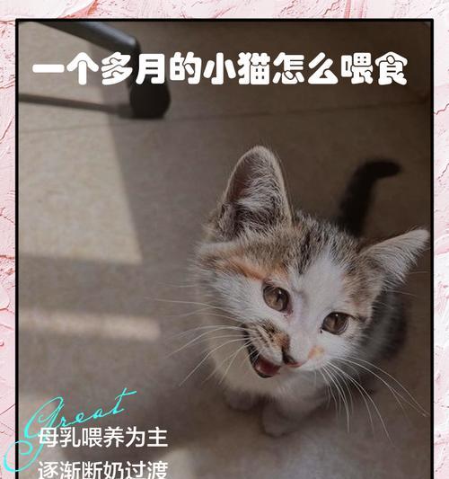 2个月小猫的喂食时间表（科学合理的喂食频率和份量安排）