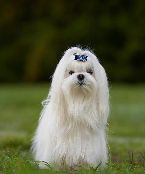 科学喂养可卡犬的秘诀（探索可卡犬的营养需求与狗粮选择）