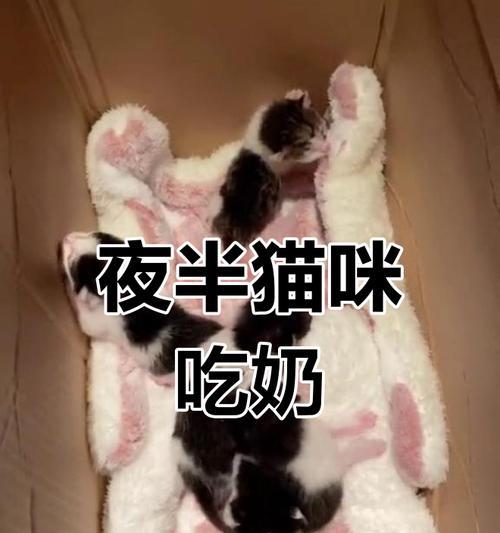小猫喝奶的最佳时间和频率（了解小猫喝奶的需求，帮助它们健康成长）