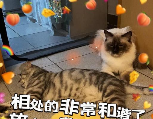 两只猫相处多久才能融洽？（猫咪之间建立友谊的关键）