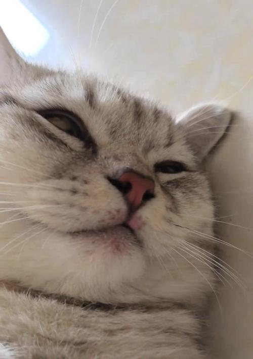 猫咪需要晒太阳的时间有多长？（探究猫咪在一天中需要晒太阳的具体时间，让它们保持健康与快乐）