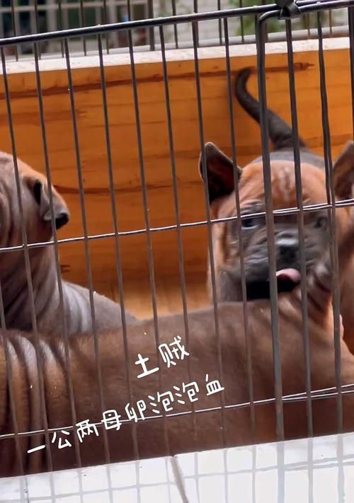 重庆犬舍（探索重庆市区内的优秀犬舍，寻找最适合您的宠物伴侣）