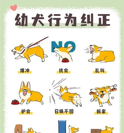 小狗自己回家的时间长短取决于训练和环境（养狗人士应如何提高小狗回家的能力？）