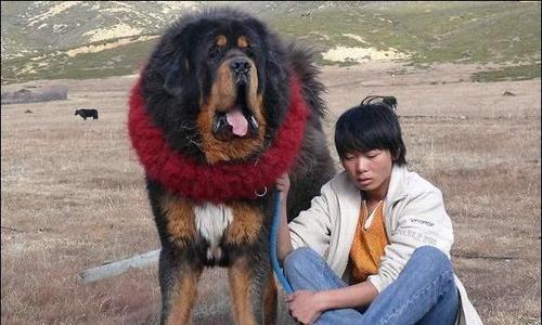 藏獒怀孕期间的乳汁分泌情况及时间（藏獒产后乳汁分泌时间与数量的关键要素分析）