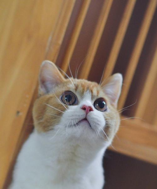 英国短毛猫的最受欢迎颜色（了解英国短毛猫最热门的几种毛色，探寻你家猫咪是否在其中）