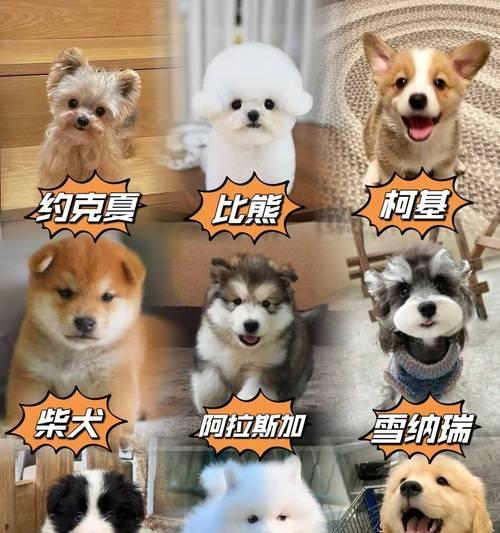 纯种柴犬的特征及价格分析（了解纯种柴犬的特征和价格，选择适合自己的犬种）