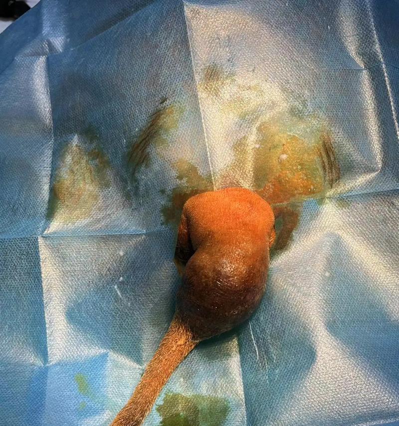 揭开狗狗常见五种肿瘤的特征及治疗方法（了解如何有效预防和治疗你的爱犬患上肿瘤）