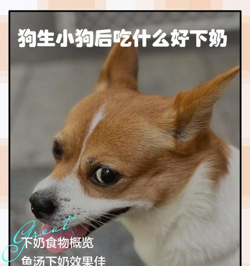 狗的繁殖周期及生仔时间（了解狗的生育过程和生仔周期）