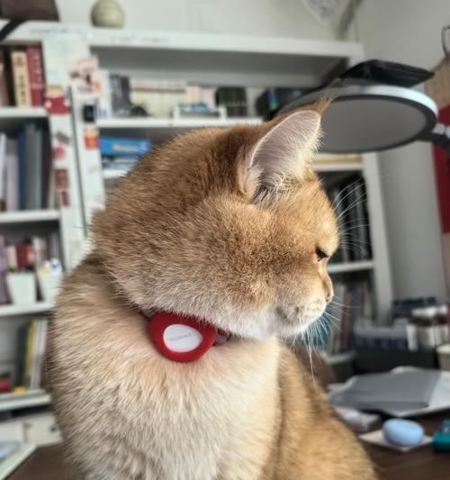 猫的项圈适应期及注意事项（让爱猫适应项圈的关键是耐心和温柔）