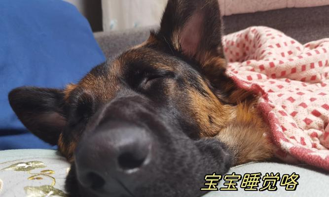 小狗何时可以外出？（了解小狗的成长与适应期）