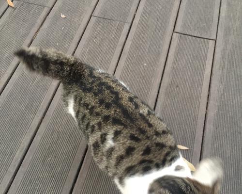 猫咪断尾的必要性与问题（猫咪是否需要断尾？关于猫咪断尾的争议与考量）