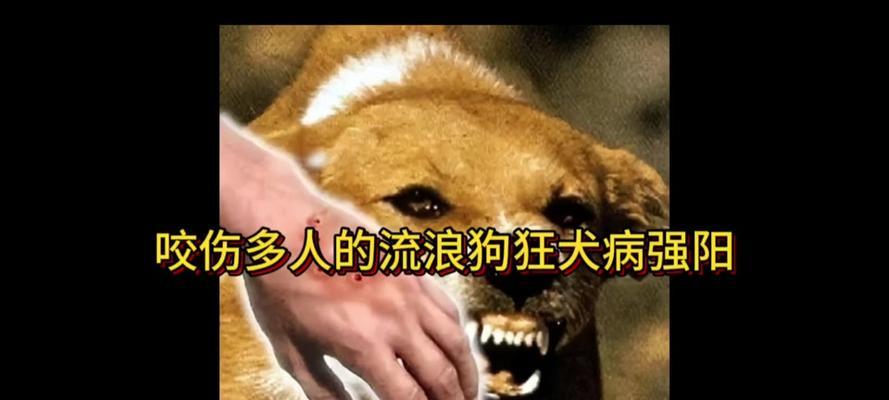狗本身不携带狂犬病毒（了解狗是否会携带狂犬病毒的重要性）